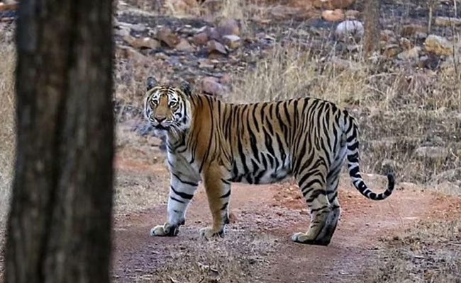 Veerangana Durgavati Tiger Reserve' becomes MP's 7th protected habitat for big cats